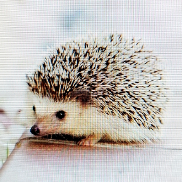 Meet your Posher, Kate - Picture 1 of 1